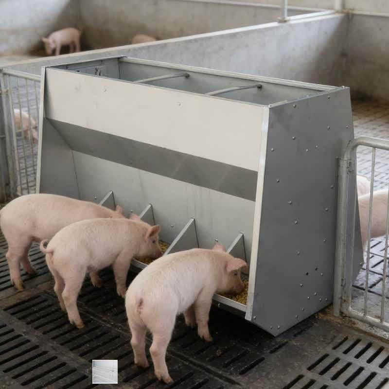 Automatic Pig Feeding System